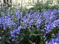 Flowers of Hyacinthoides Ãâ massartiana in the park. Royalty Free Stock Photo